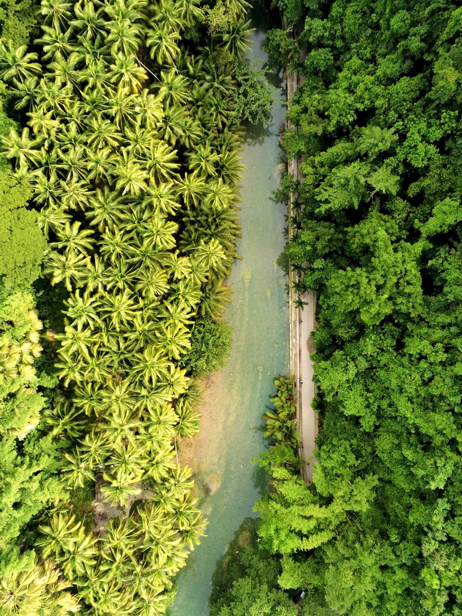 Tropical state of mind